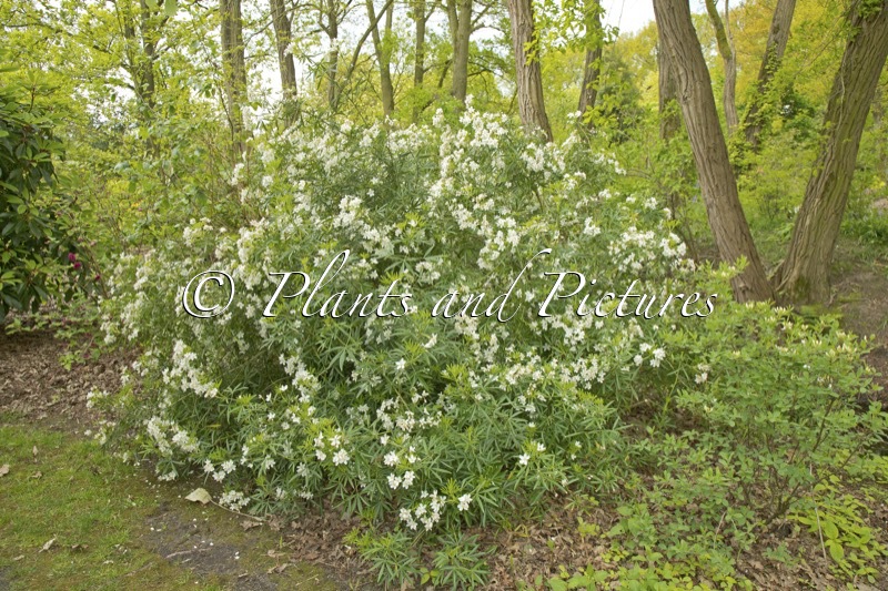 Choisya ‘Aztec Pearl’