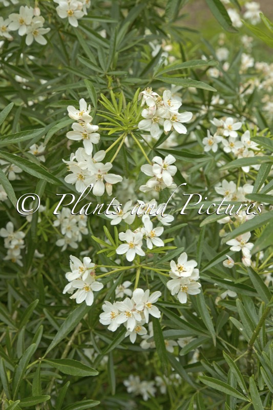 Choisya ‘Aztec Pearl’