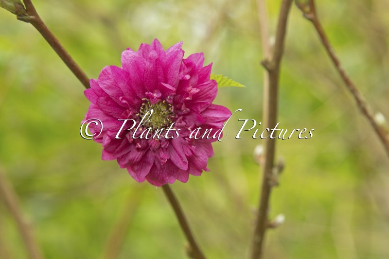 Rubus spectabilis ‘Olympic Double’