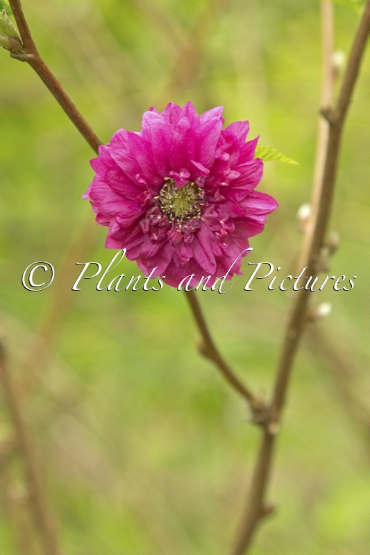 Rubus spectabilis ‘Olympic Double’