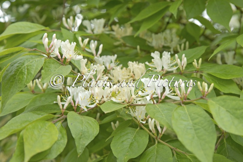 Lonicera maackii var. podocarpa