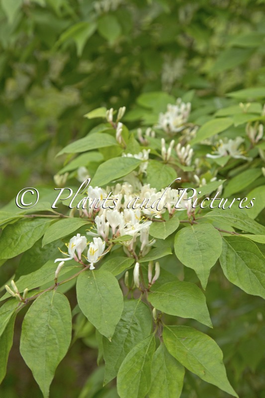 Lonicera maackii var. podocarpa