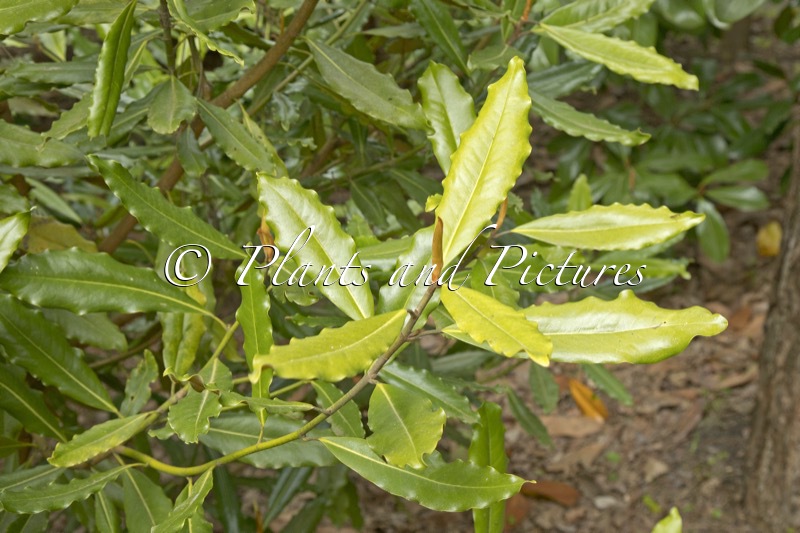 Magnolia grandiflora ‘Crispa’
