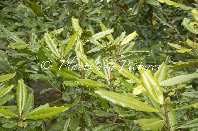 Magnolia grandiflora ‘Crispa’