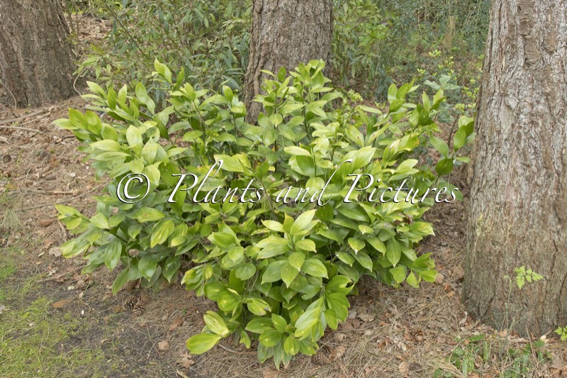 Ruscus colchicus ‘Trabzon’