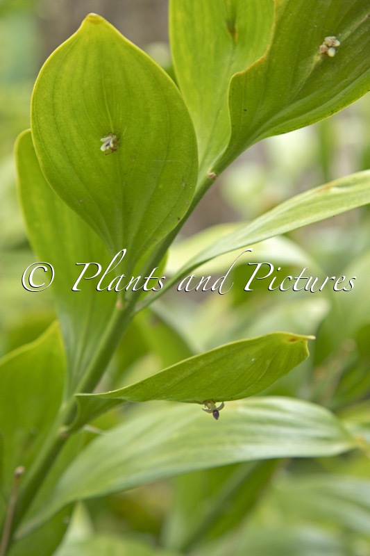 Ruscus colchicus ‘Trabzon’