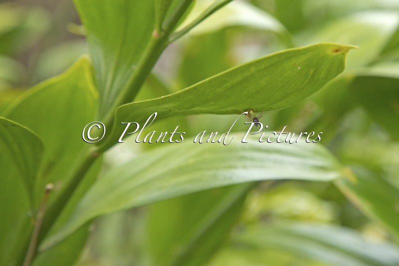 Ruscus colchicus ‘Trabzon’