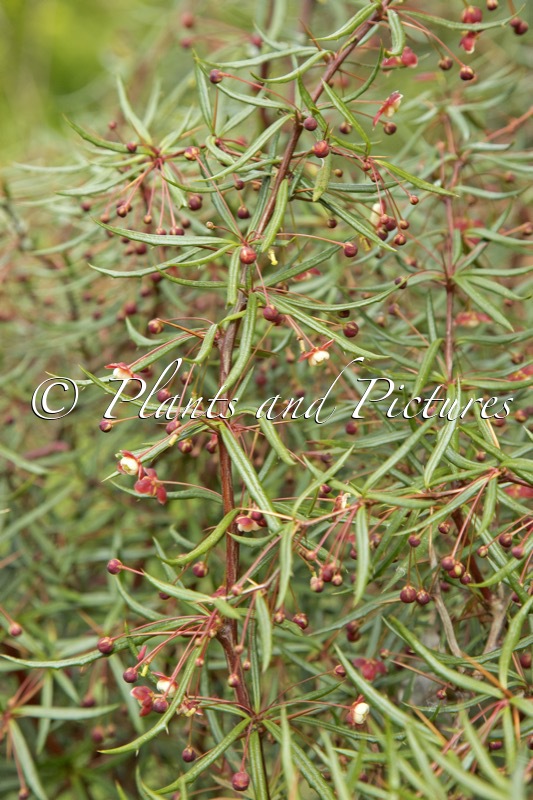Berberis triacanthophora ‘Cally Rose’