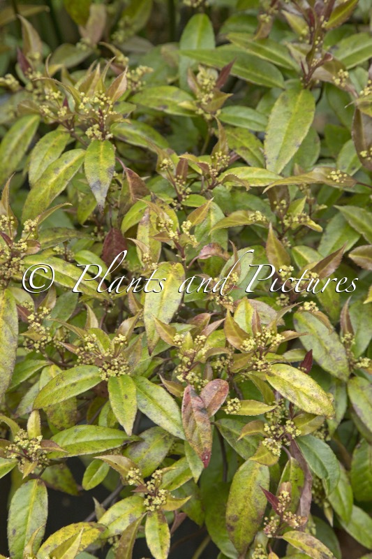 Helwingia chinensis ‘Raulston King’