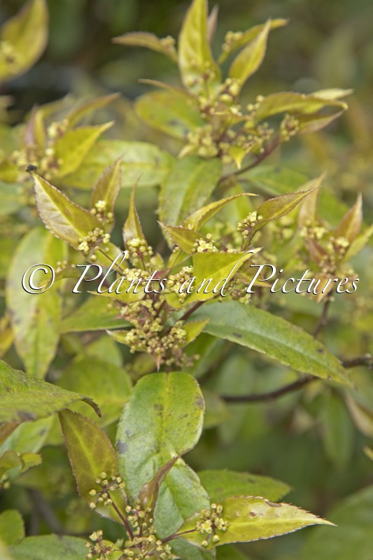 Helwingia chinensis ‘Raulston King’