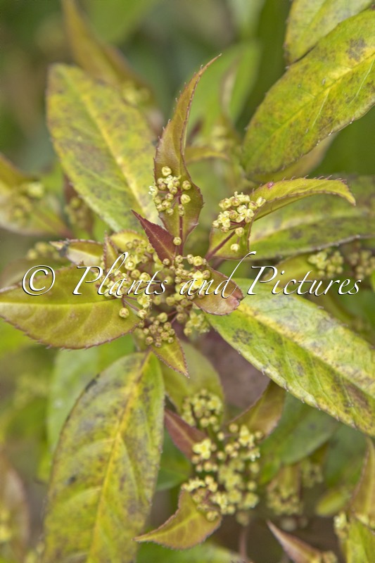 Helwingia chinensis ‘Raulston King’