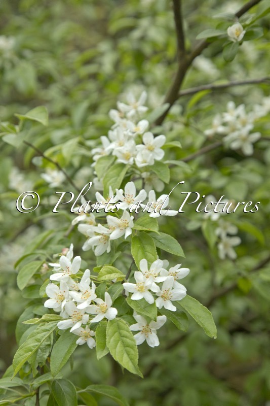 Malus toringo ‘Starr’
