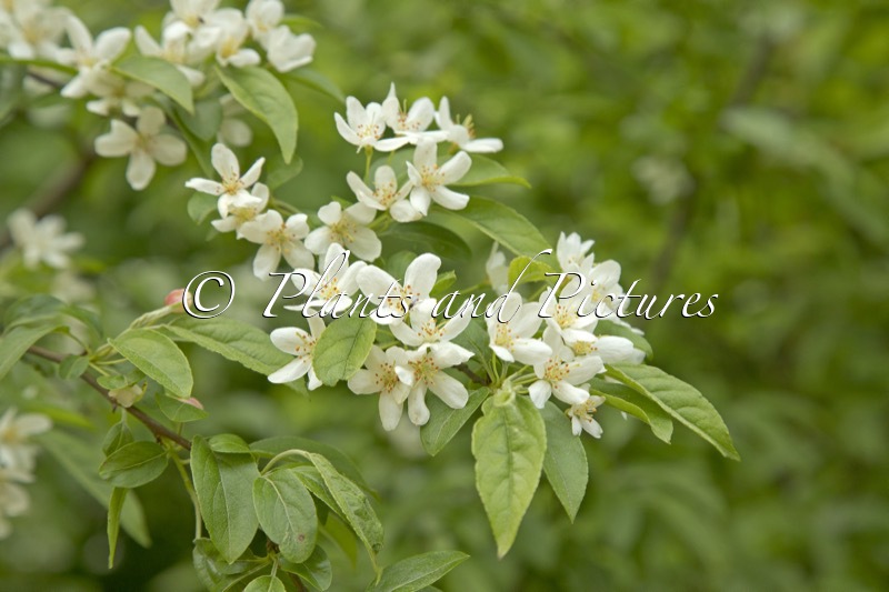 Malus toringo ‘Starr’