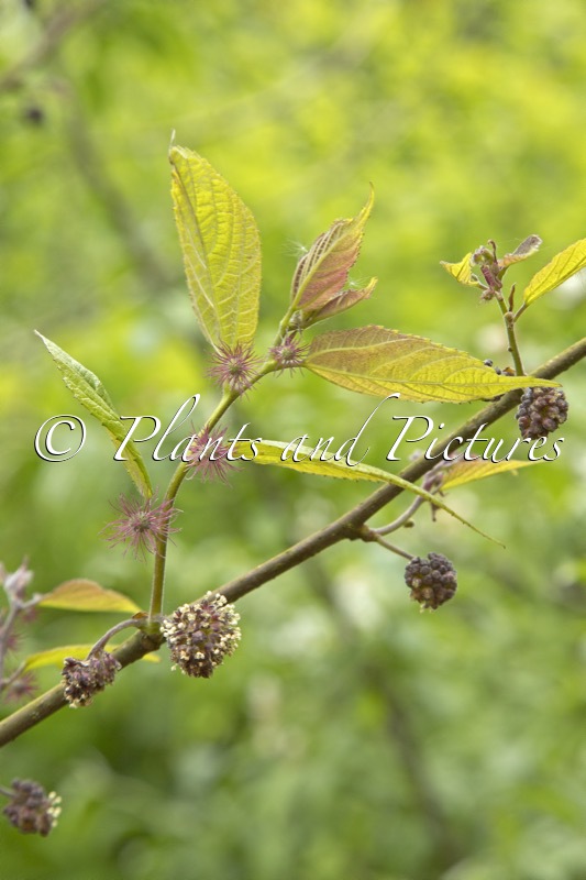 Broussonetia kazinoki