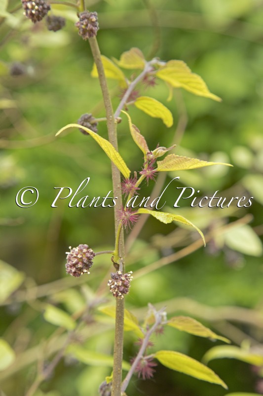 Broussonetia kazinoki