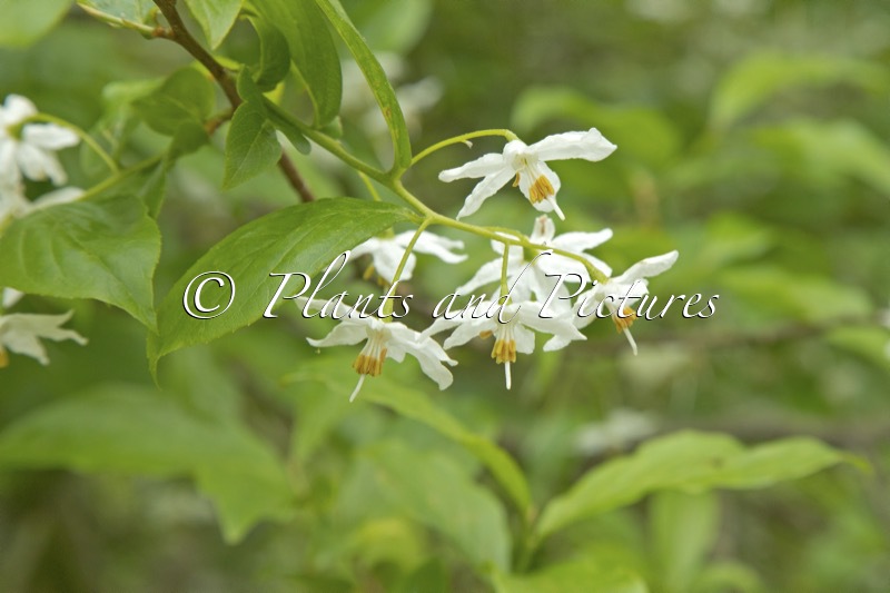 Sinojackia xylocarpa