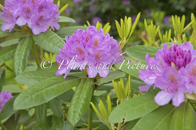 Rhododendron ‘Delta’