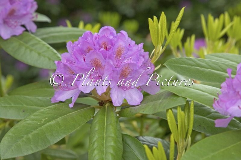 Rhododendron ‘Delta’
