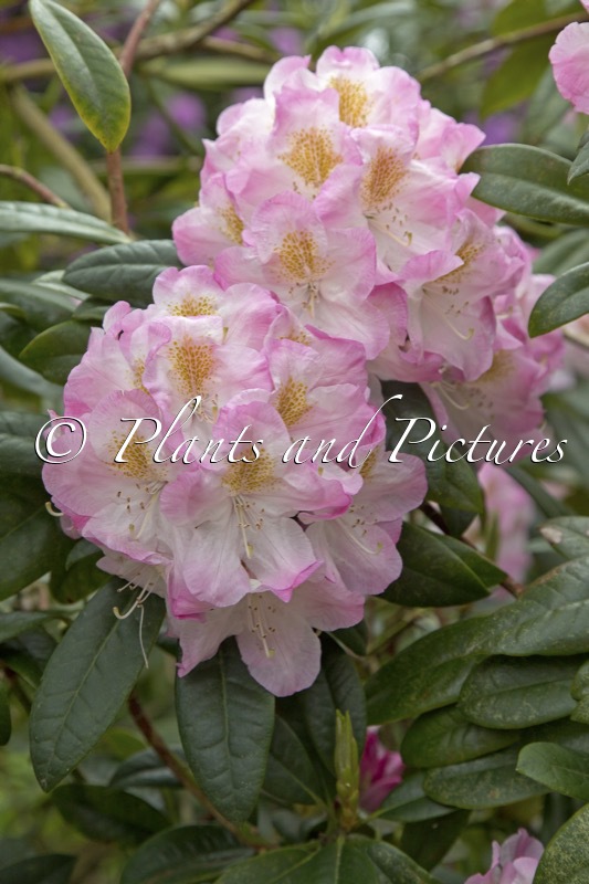 Rhododendron ‘Brigitte’