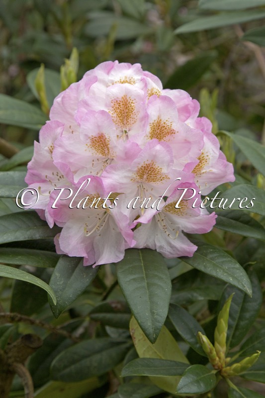 Rhododendron ‘Brigitte’