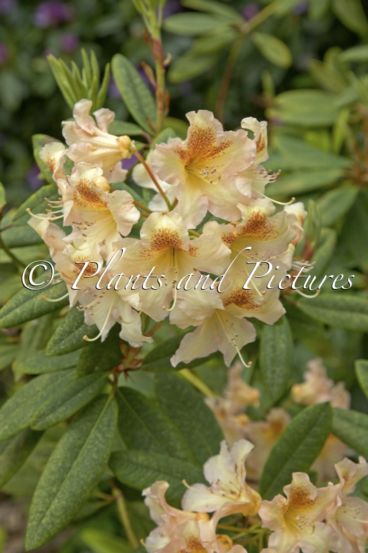 Rhododendron ‘Bernstein’