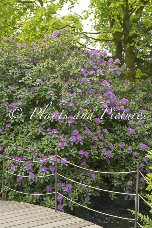 Rhododendron ‘Catawbiense Grandiflorum’