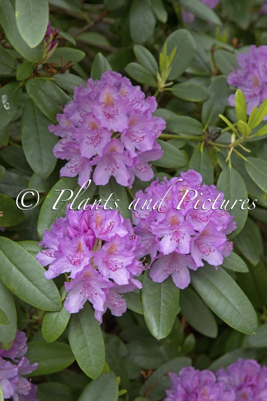 Rhododendron ‘Catawbiense Grandiflorum’