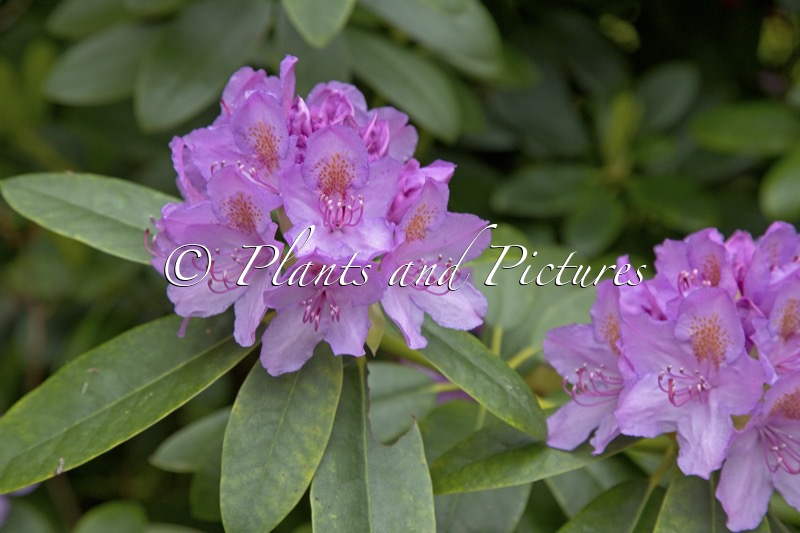 Rhododendron ‘Catawbiense Grandiflorum’