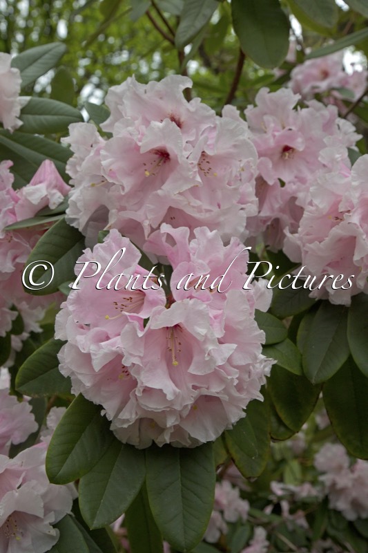 Rhododendron ‘The Master’