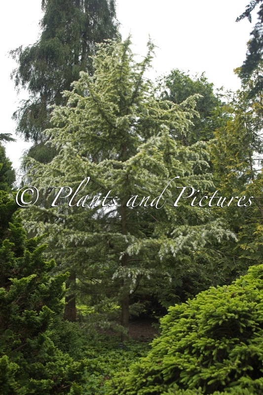 Cedrus deodara ‘Deep Cove’