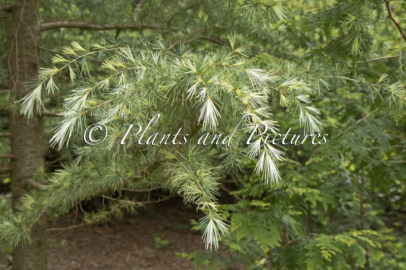 Cedrus deodara ‘Deep Cove’