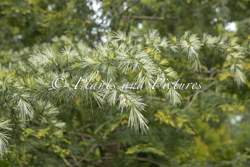 Cedrus deodara ‘Deep Cove’