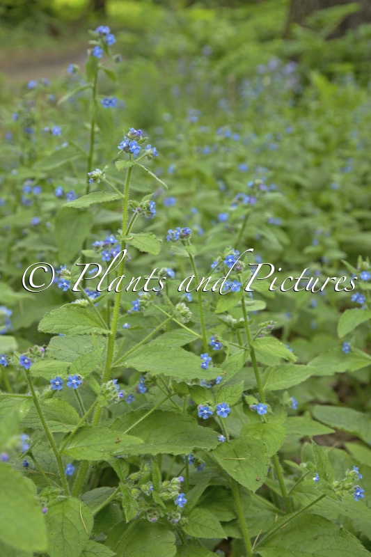 Pentaglottis sempervirens