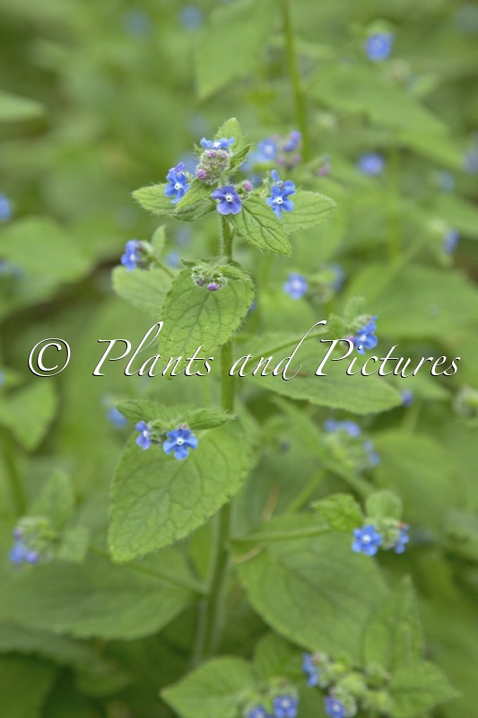 Pentaglottis sempervirens