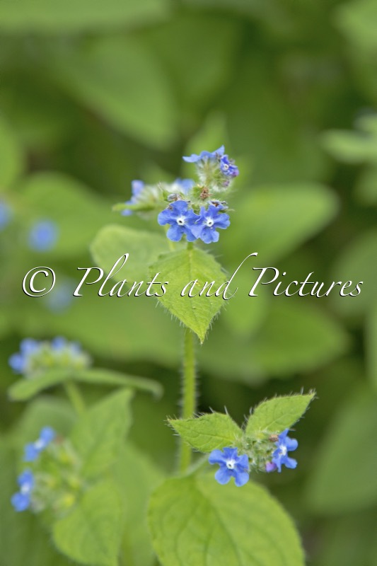 Pentaglottis sempervirens