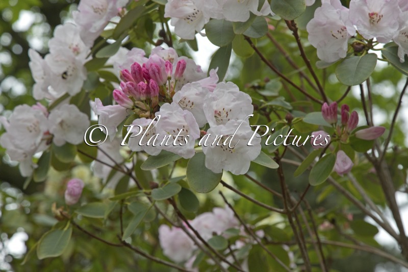Rhododendron callimorphum