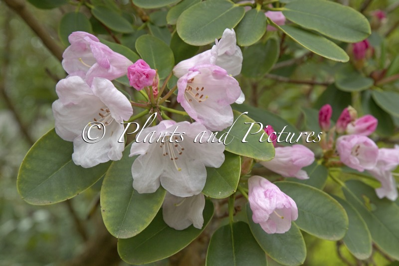 Rhododendron callimorphum