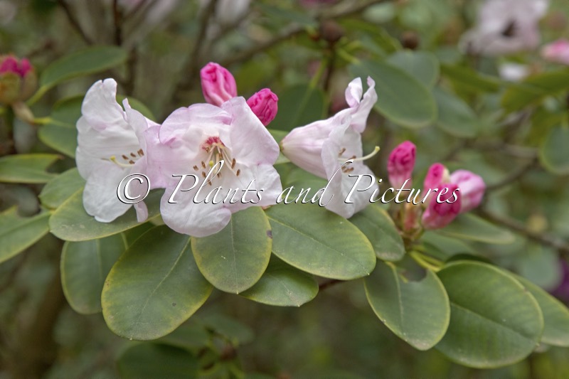 Rhododendron callimorphum