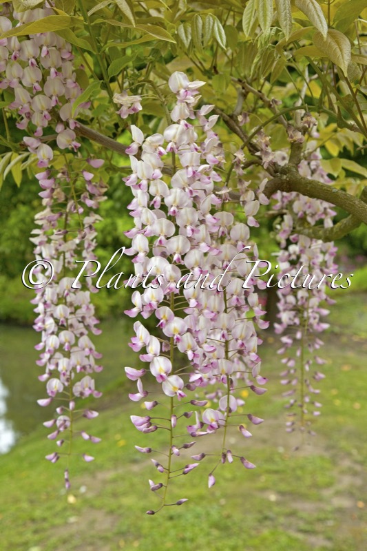 Wisteria floribunda ‘Kuchi-beni’