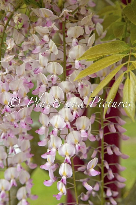 Wisteria floribunda ‘Kuchi-beni’