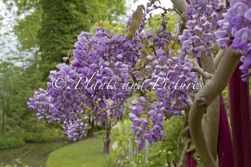 Wisteria brachybotrys ‘Okayama’