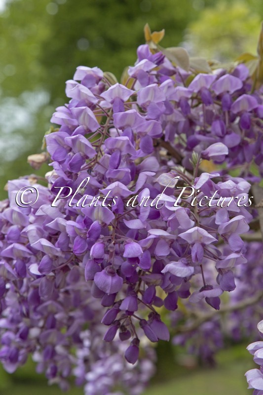 Wisteria brachybotrys ‘Okayama’