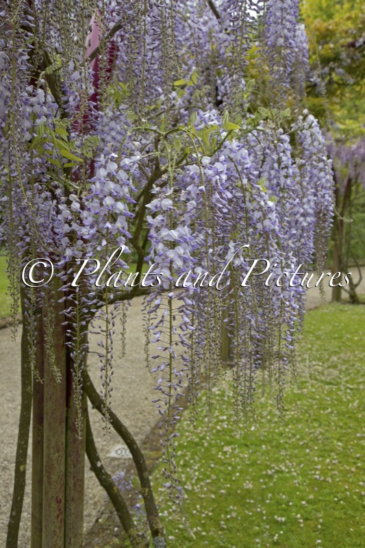 Wisteria floribunda ‘Lawrence’