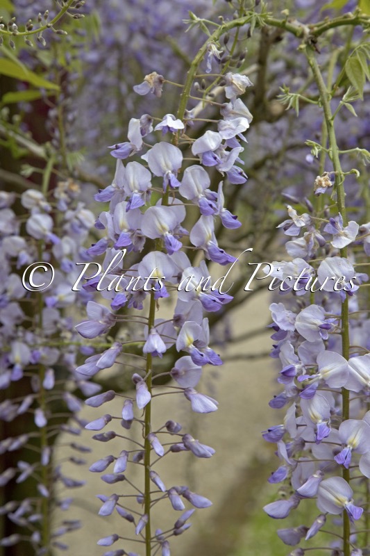 Wisteria floribunda ‘Lawrence’