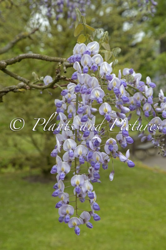 Wisteria floribunda ‘Eranthema’