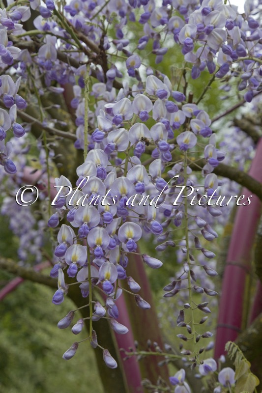 Wisteria floribunda ‘Eranthema’