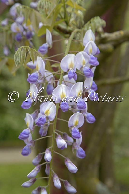 Wisteria floribunda ‘Eranthema’