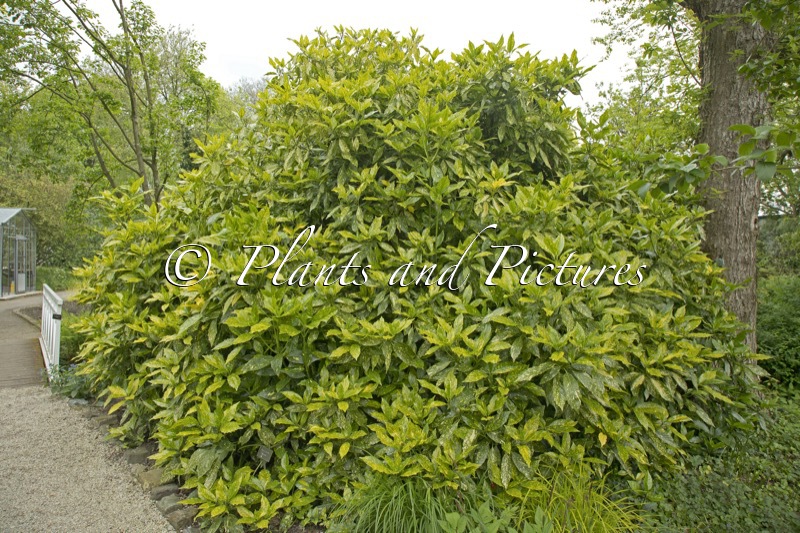 Aucuba japonica ‘Picturata’