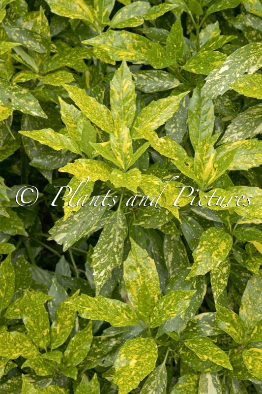 Aucuba japonica ‘Picturata’