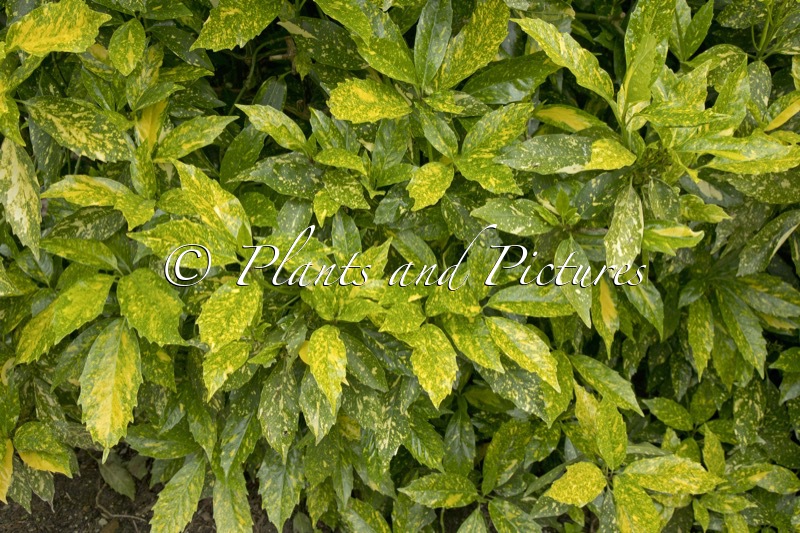 Aucuba japonica ‘Picturata’